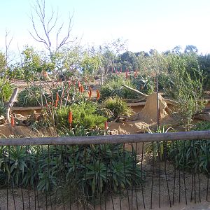Meerkat Exhibit; Opposite Lions - July, 2009