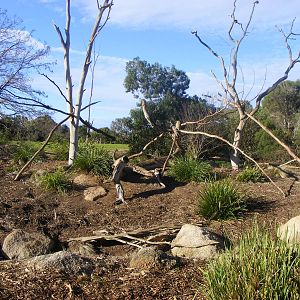 Vervet Monkey Exhibit - July, 2009