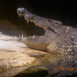 Nile Crocodile
