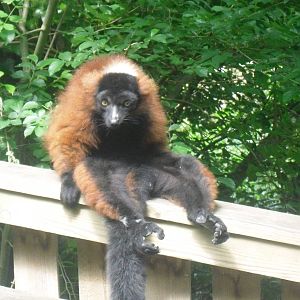 Red ruffed lemur sunbathing