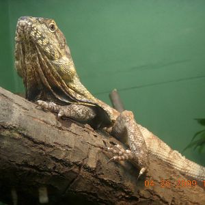 Frilled Lizard