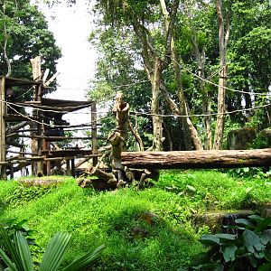 Chimpanzee Exhibit, Singapore Zoo