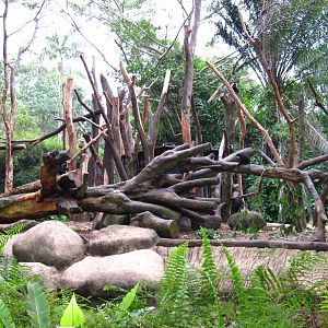 Lion-tailed Macaque Island, Primate Kingdom - Singapore Zoo