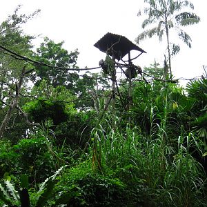 Douc Langur Island, Primate Kingdom - Singapore Zoo