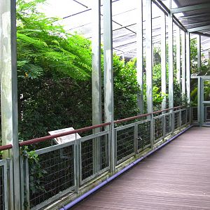 BoP Walk-thru Aviary, Window on Paradise - Jurong Bird Park