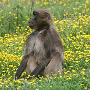 Gelada Baboon