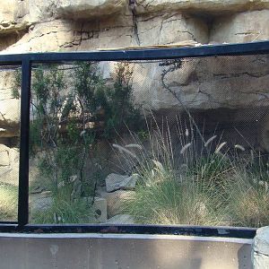Fennec Fox exhibit