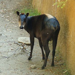 Yellow-backed Duiker
