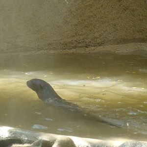 Giant Otter