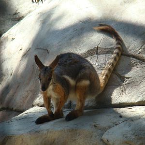 Yellow-footed Rock Wallaby