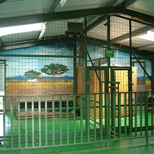 Cheetah dens at Paradise WP, Broxbourne 25/07/09