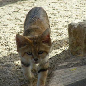 Arabian sand cat in Desert Carnivores exhibit at Marwell Wildlife, 25 July