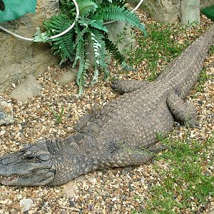 Chinese Alligator at Paradise WP, Broxbourne 25/07/09