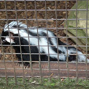 Zorilla at Paradise WP, Broxbourne 25/07/09