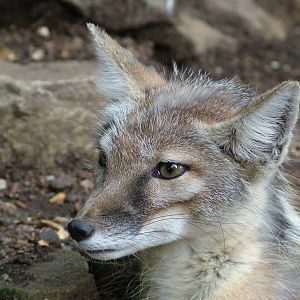 Corsac Fox at Paradise WP, Broxbourne 25/07/09