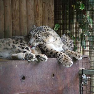 Snow Leopard and cub at Paradise WP, Broxbourne 25/07/09