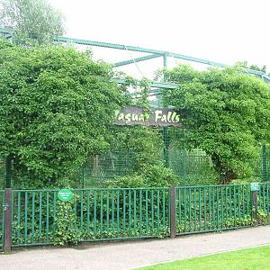 Jaguar enclosure at Paradise WP, Broxbourne 25/07/09