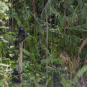 Heck's macaques (Macaca hecki) at Nantu Reserve, northern Sulawesi