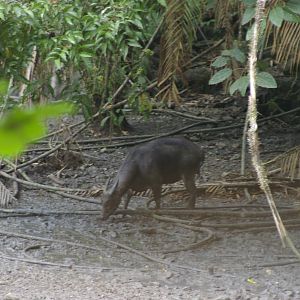 anoa at Nantu Reserve, northern Sulawesi