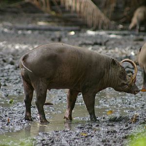babirusa at Nantu Reserve, northern Sulawesi