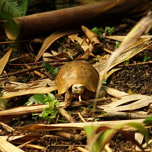 Masoala - Zoo Zürich