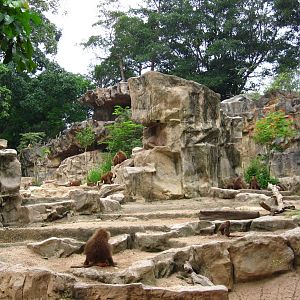 Hamadryas Baboon Exhibit, Great Rift Valley of Ethiopia - Singapore Zoo