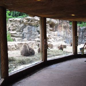 Viewing Cave, Great Rift Valley of Ethiopia - Singapore Zoo