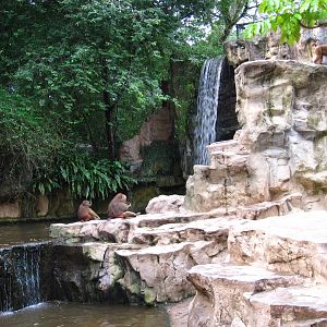 Waterfall, Great Rift Valley of Ethiopia - Singapore Zoo