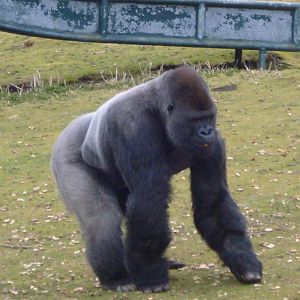 Gorillas feeding time