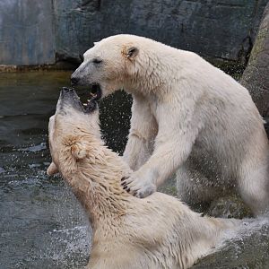Polar bears play-fighting