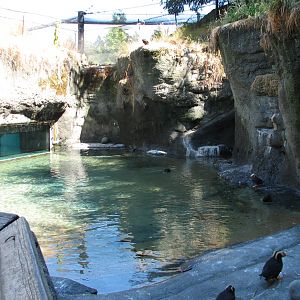 Rocky Shores - Puffin Exhibit