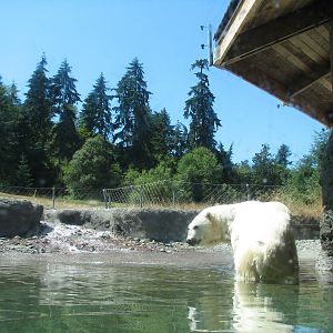 Arctic Tundra - Polar Bear