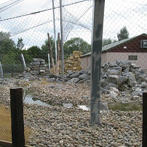 New Snow Leopard exhibit