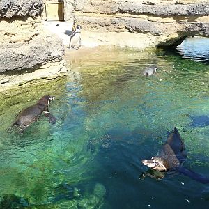 Humboldt Penguin Exhibit