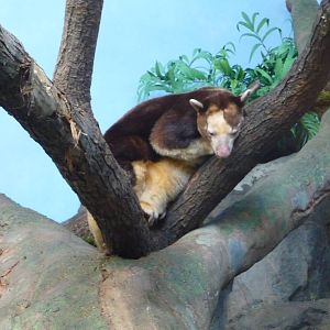 Tree Kangaroo