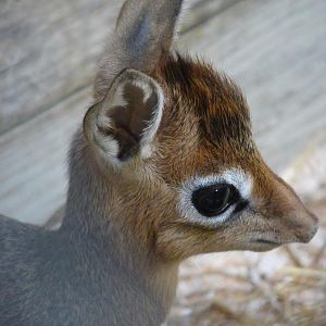 Dik-Dik Calf