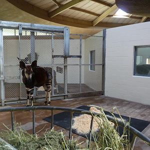 Okapi Inside
