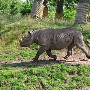 Chester Zoo - Black Rhino