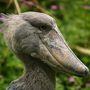 Shoebill