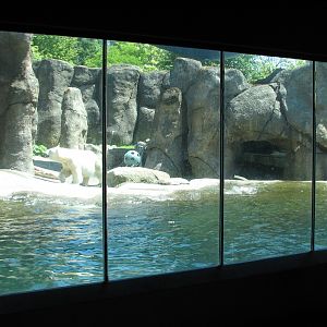 Polar Bear Exhibit