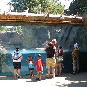 Stellar Cove - Sea Otter Exhibit