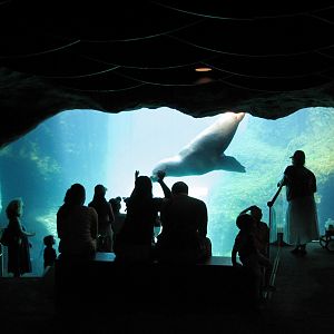 Stellar Cove - Sea Lion Underwater Viewing