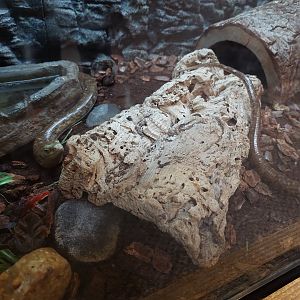 European Glass Lizard