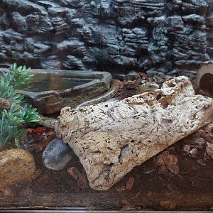 European Glass Lizard Enclosure