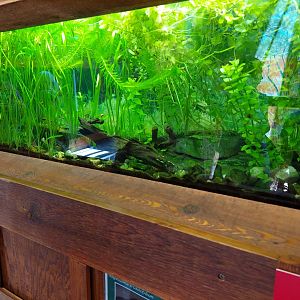 Three-Toed Amphiuma Exhibit