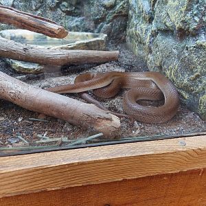 African House Snake
