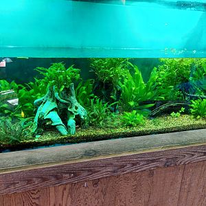 Tentacled Snake Enclosure