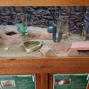 Leopard Gecko Enclosure