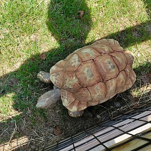 Leopard Tortoise