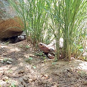 Red Footed and Gopher Tortoise